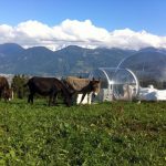 bulle-nature-hebergement