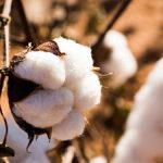 coton bio patagonia